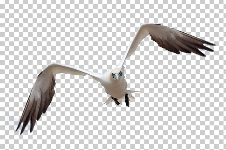 Bird Flight Bird Flight Gulls PNG, Clipart, Animals, Beak, Bird, Bird Flight, Bird Of Prey Free PNG Download