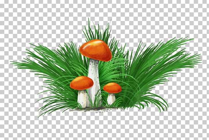 Mushroom Photography PNG, Clipart, Commodity, Grass, Grasses, Grass Family, House Free PNG Download