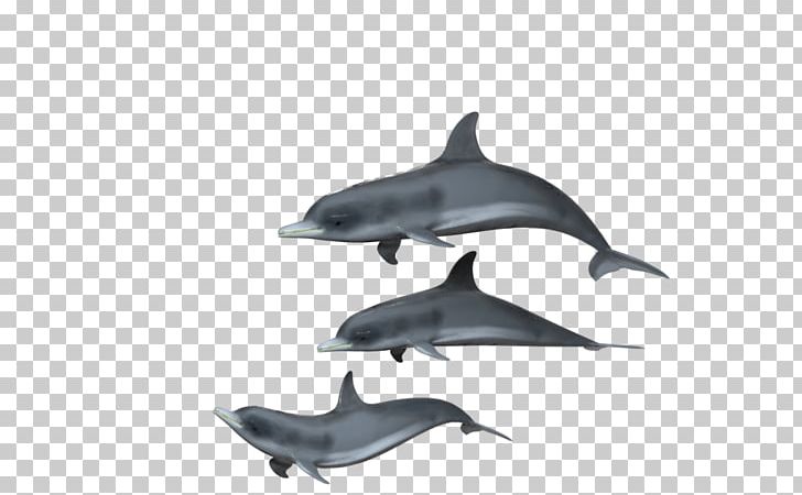 Spinner Dolphin Common Bottlenose Dolphin Short-beaked Common Dolphin Tucuxi Rough-toothed Dolphin PNG, Clipart, Animals, Common Bottlenose Dolphin, Desktop Wallpaper, Fauna, Fin Free PNG Download