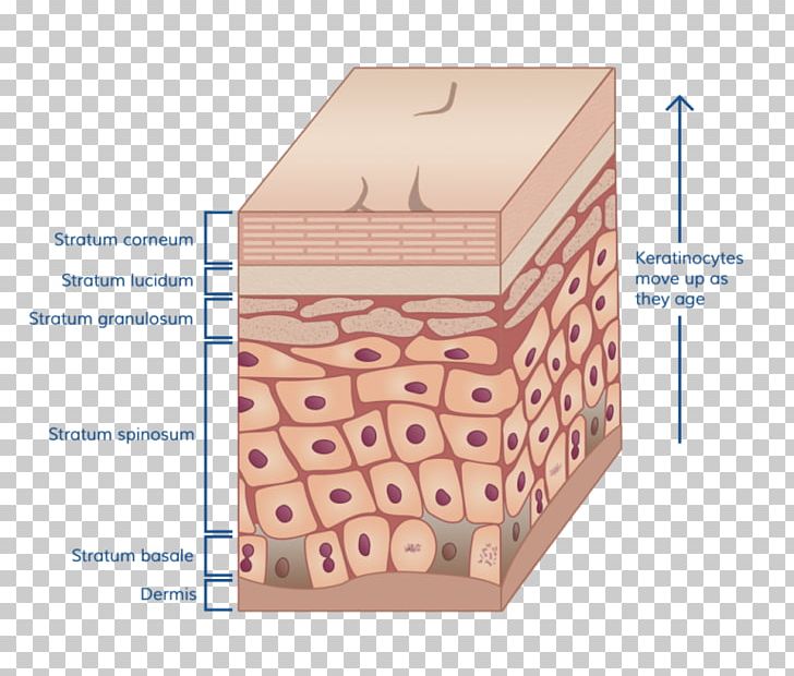Stratum Corneum Human Skin Stratum Basale Tissue PNG, Clipart, Alpha Hydroxy Acid, Anatomy, Angle, Box, Burn Free PNG Download