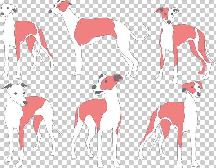 Whippet Italian Greyhound Galgo Espaxf1ol Dog Breed PNG, Clipart, Animal, Animals, Breed, Carnivoran, Colour Free PNG Download