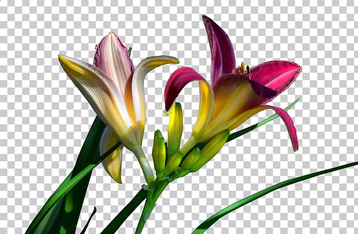 Long Yellow Daylily Lilium Plant PNG, Clipart, Bud, Computer Icons, Cut Flowers, Daylily, Download Free PNG Download
