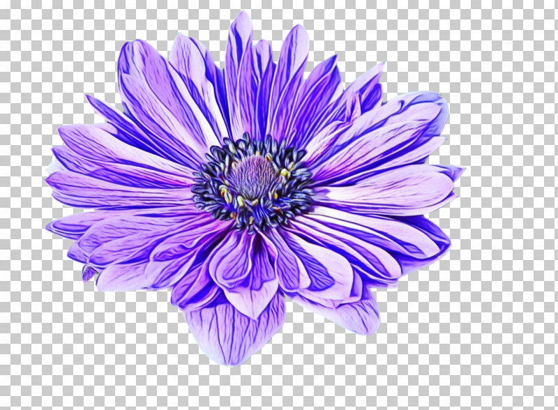 Lavender PNG, Clipart, Anemone, Annual Plant, Aster, Biology, Chrysanthemum Free PNG Download