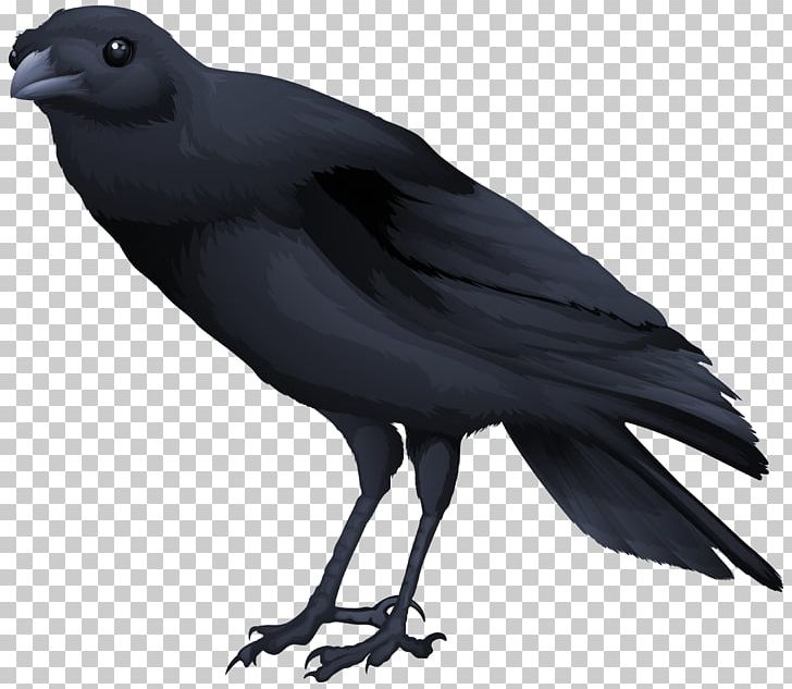 Common Blackbird PNG, Clipart, American Crow, Beak, Bird, Birds, Black Bird Free PNG Download