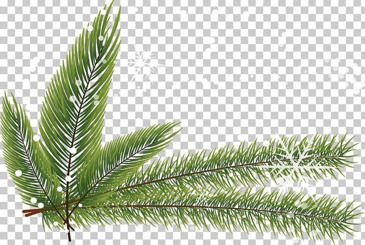 Fir Spruce Pine Twig Leaf PNG, Clipart, Branch, Conifer, Evergreen, Fir, Green Free PNG Download