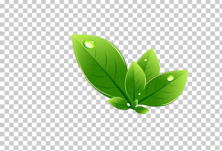 Leaf Green PNG, Clipart, Autumn Leaf, Computer Wallpaper, Download, Encapsulated Postscript, Euclidean Vector Free PNG Download