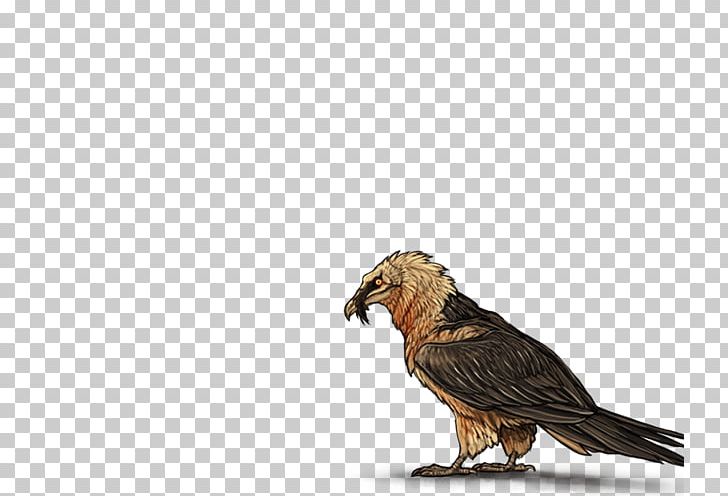 Egyptian Vulture Bird Eagle Beak PNG, Clipart, Animals, Beak, Bearded Dragon, Bearded Vulture, Bird Free PNG Download