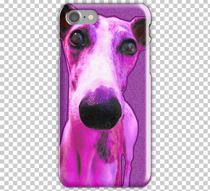 Italian Greyhound Whippet Dog Breed Snout PNG, Clipart, 08626, Breed, Carnivoran, Dog, Dog Breed Free PNG Download