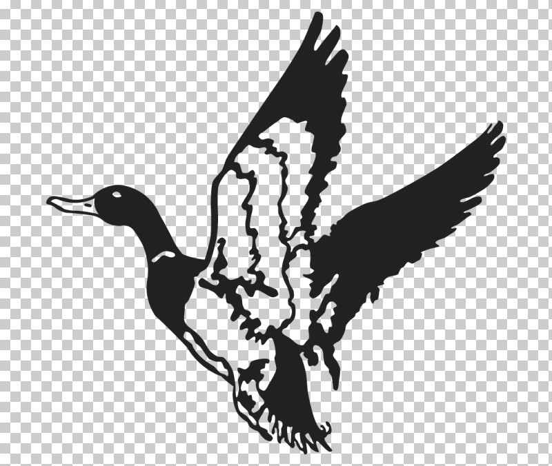 Bird Duck Water Bird Ducks, Geese And Swans Waterfowl PNG, Clipart, Beak, Bird, Duck, Ducks Geese And Swans, Goose Free PNG Download