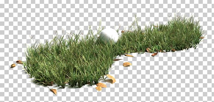 Grasses Native Plant Lawn PNG, Clipart, Flower, Golf, Grass, Grasses, Grass Family Free PNG Download