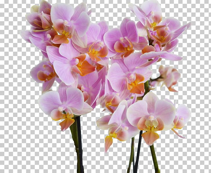 Phalaenopsis Equestris Cattleya Orchids Dendrobium Cut Flowers Plant Stem PNG, Clipart, Blossom, Branch, Branching, Cattleya, Cattleya Orchids Free PNG Download