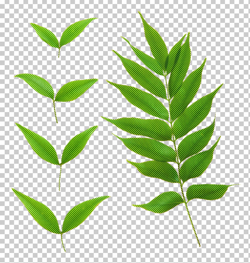 Leaf Plant Flower Tree Woody Plant PNG, Clipart, Curry Tree, Flower, Leaf, Plant, Plant Stem Free PNG Download