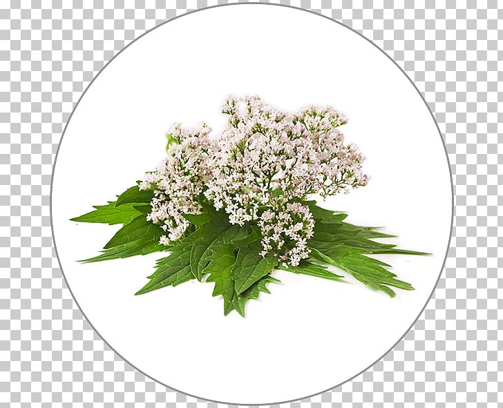 Dietary Supplement Valerian Cow Parsley Plant Herb PNG, Clipart, Cow Parsley, Dietary Supplement, Herb, Plant, Valerian Free PNG Download