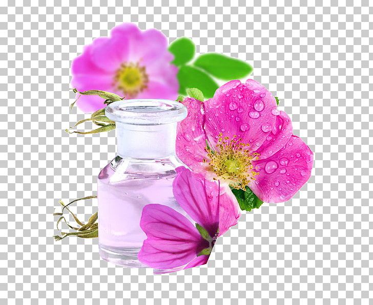 Sweet-Brier Rose Oil Skin Damask Rose PNG, Clipart, Argan Oil, Copaiba, Cosmetics, Cut Flowers, Damask Rose Free PNG Download