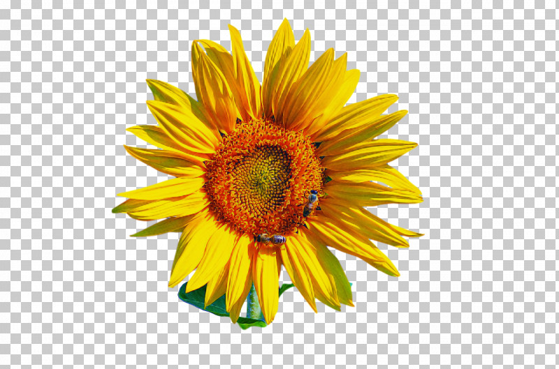 Daisy Family Sunflower Seed Cut Flowers Doctorate Personal Web Page PNG, Clipart, Biology, Common Daisy, Cut Flowers, Daisy Family, Doctorate Free PNG Download