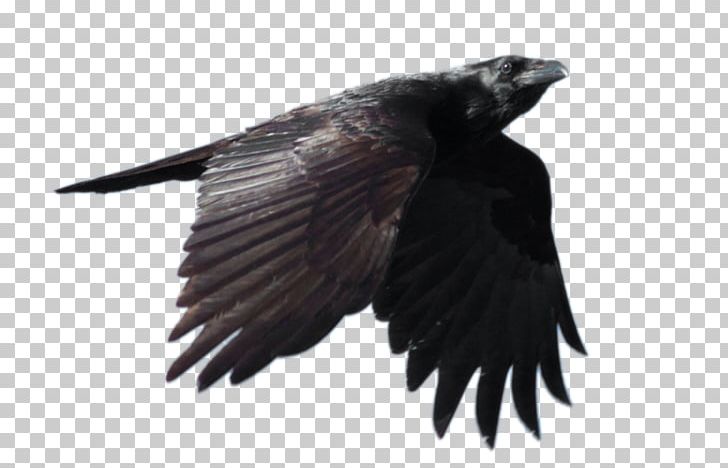 Common Raven Flight PNG, Clipart, Albino, Alpha Compositing, American Crow, Animal, Animallover Free PNG Download