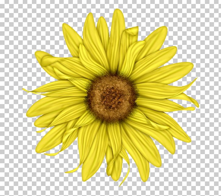 Common Sunflower Cut Flowers Petal Pollen PNG, Clipart, Chrysanths, Common Daisy, Common Sunflower, Cut Flowers, Daisy Free PNG Download