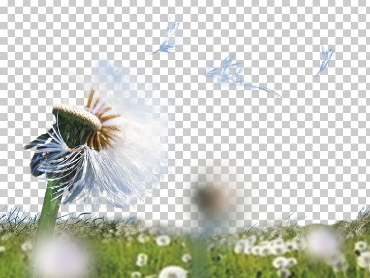 Dandelion Graphic Design Template PNG, Clipart, Adobe Illustrator, Bee, Computer Wallpaper, Encapsulated Postscript, Flower Free PNG Download