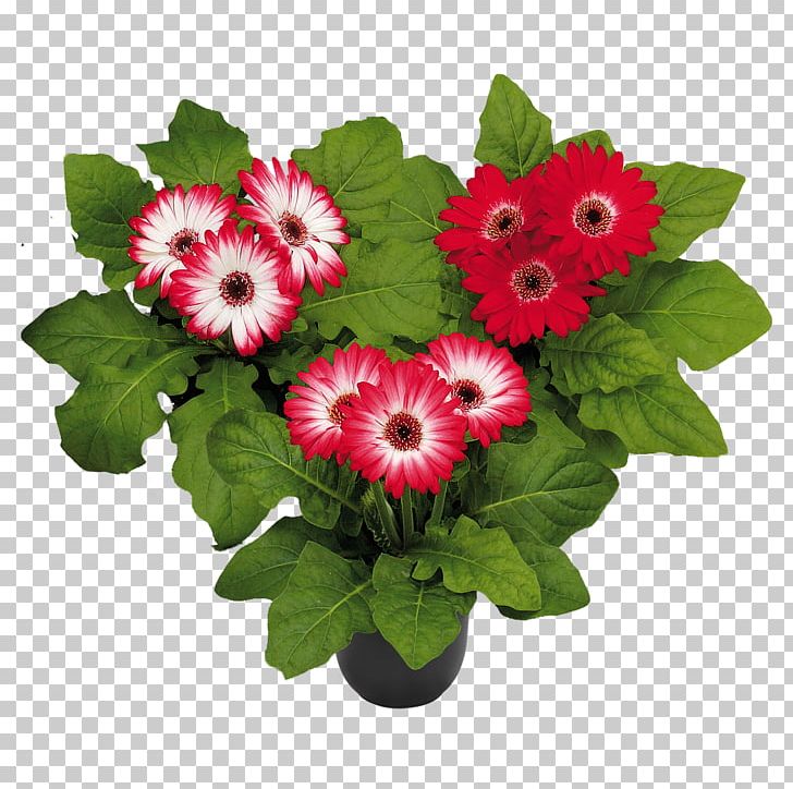 Floral Design Florist Holland B.V. Transvaal Daisy Cut Flowers PNG, Clipart, Annual Plant, Black, Burgundy, Color, Cut Flowers Free PNG Download