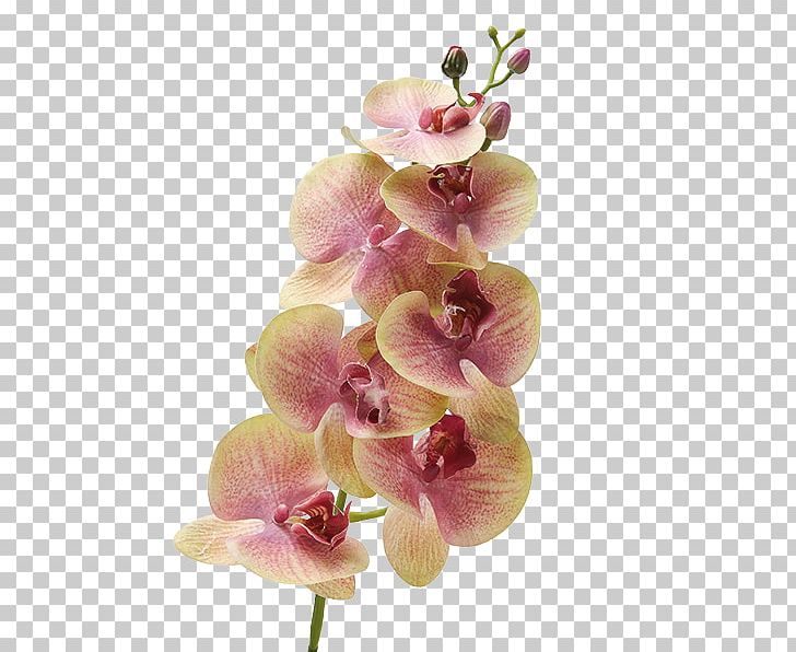 Moth Orchids Dendrobium Cut Flowers Plant Stem PNG, Clipart, Blossom, Cut Flowers, Deko, Dendrobium, Flower Free PNG Download