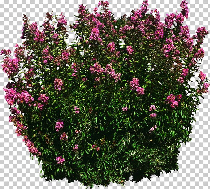 Subshrub Tree Perennial Plant Rose PNG, Clipart, Annual Plant, Flower, Flowering Plant, Groundcover, Herb Free PNG Download