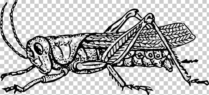 The Ant And The Grasshopper Insect Black And White PNG, Clipart, Animal, Ant And The Grasshopper, Art, Artwork, Black And White Free PNG Download
