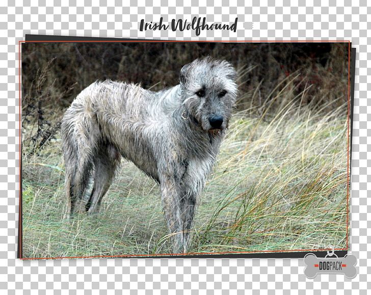 Irish Wolfhound Scottish Deerhound American Staghound Dog Breed Tibetan Mastiff PNG, Clipart, American Staghound, Animal, Bulldog, Carnivoran, Dog Free PNG Download