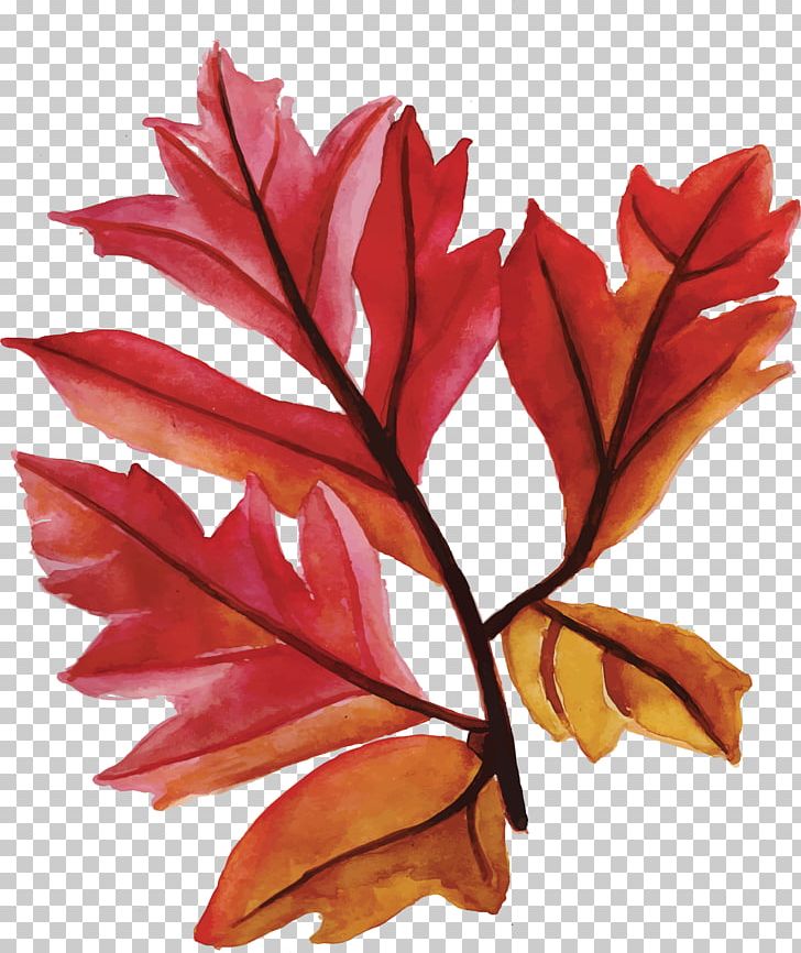 Maple Leaves PNG, Clipart, Autumn Maple Leaves, Branch, Coreldraw, Decorative Patterns, Fiery Red Free PNG Download
