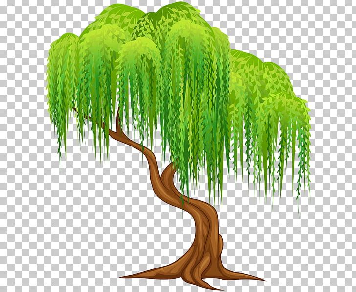 Weeping Willow Salix Alba Tree Wall Decal PNG, Clipart, Clip Art, Decal, Grass, Nature, Organism Free PNG Download