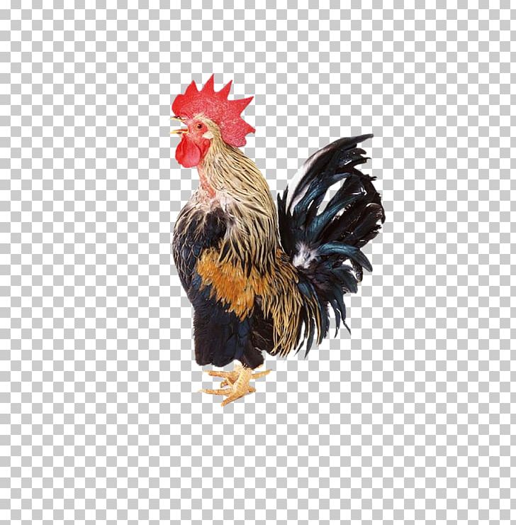 Chicken Rooster PNG, Clipart, Animals, Big Ben, Big Cock, Big Dick, Big Sale Free PNG Download