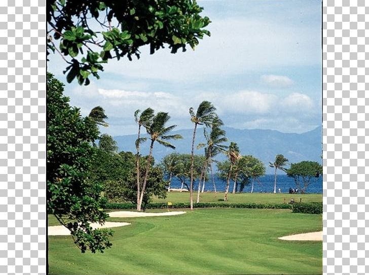 Hyatt Regency Maui Resort And Spa Kaanapali Hotel PNG, Clipart, Arecales, Beach, Borassus Flabellifer, Estate, Golf Course Free PNG Download