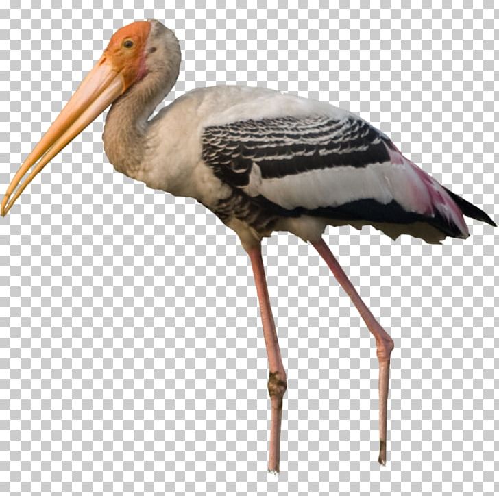 White Stork Bird Pelican Crane PNG, Clipart, Aime, Animals, Beak, Bird, Ciconiiformes Free PNG Download