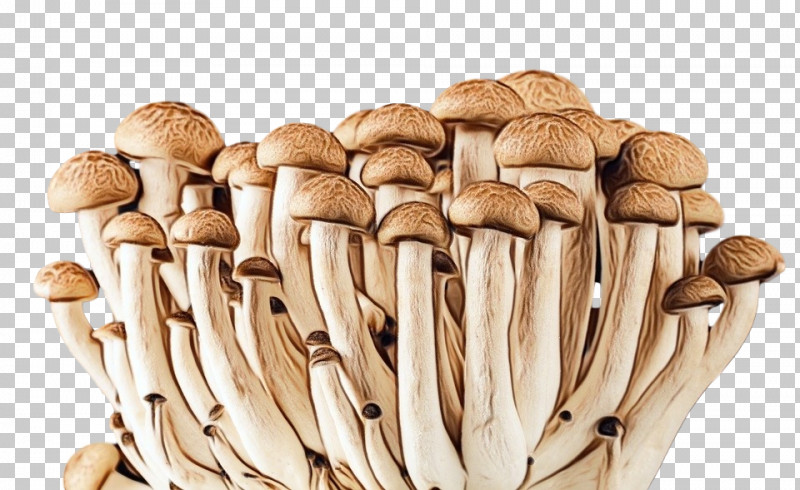 Mushroom Pleurotus Eryngii Champignon Mushroom Edible Mushroom Agaricaceae PNG, Clipart, Agaricaceae, Champignon Mushroom, Edible Mushroom, Mushroom, Paint Free PNG Download
