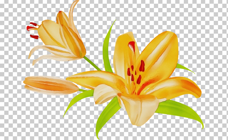 Orange Lily Orange Day-lily Madonna Lily Plant Stem Petal PNG, Clipart, Cut Flowers, Daylilies, Flower, Lily, Lily Stargazer Free PNG Download