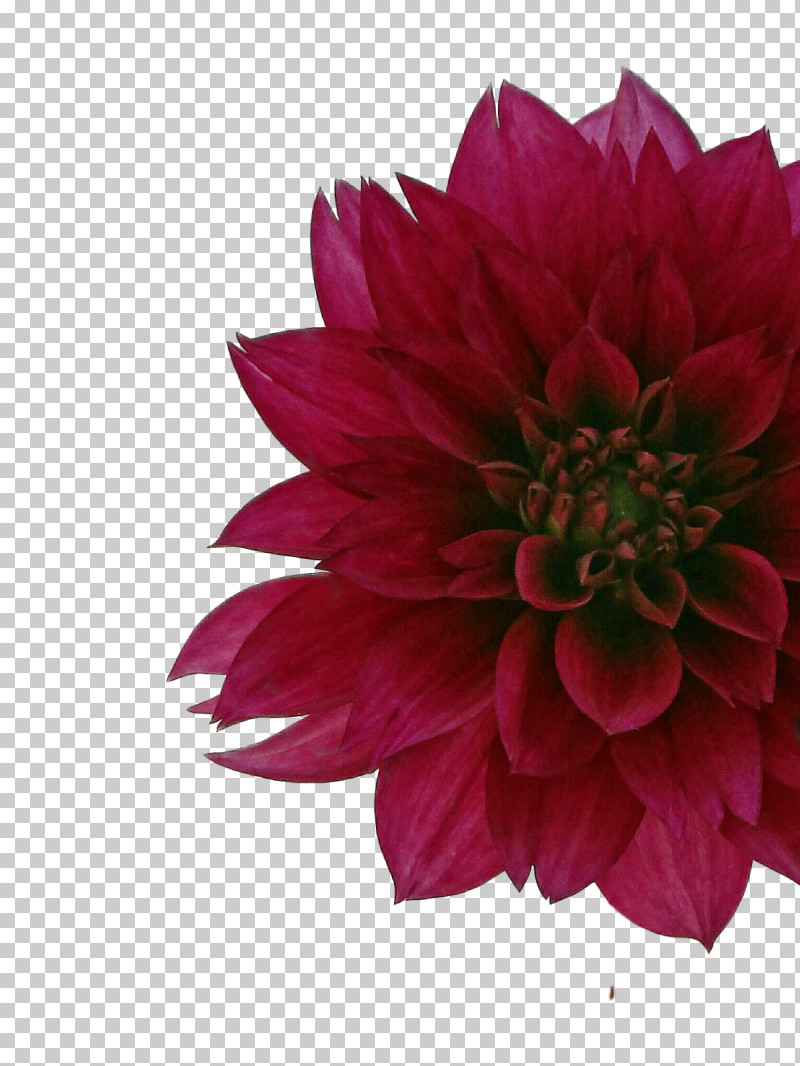 Dahlia Cut Flowers Chrysanthemum Petal Flower PNG, Clipart, Biology, Chrysanthemum, Cut Flowers, Dahlia, Flower Free PNG Download