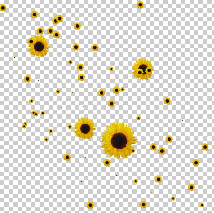 Common Sunflower Drawing PNG, Clipart, Art, Chrysanthemum, Chrysanths, Circle, Clipart Free PNG Download