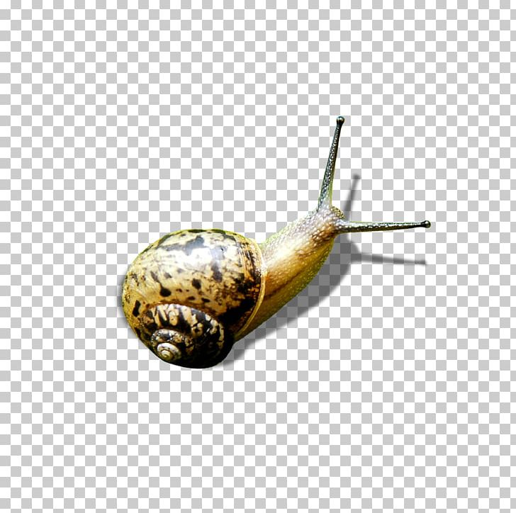 Snail Green PNG, Clipart, Animals, Background, Background Elements, Decoration, Designer Free PNG Download