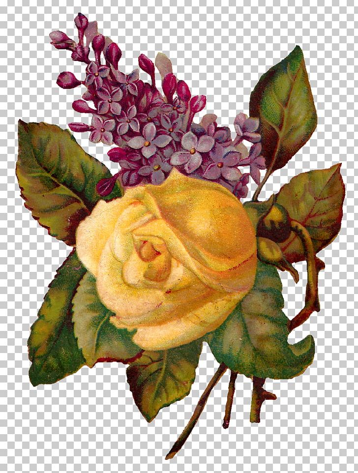 Centifolia Roses Flower Garden Roses Floral Design PNG, Clipart, Centifolia Roses, Cut Flowers, Floral Design, Floristry, Flower Free PNG Download