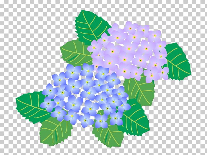 French Hydrangea Season Summer PNG, Clipart, Art, Autumn, Cornales, East Asian Rainy Season, Flower Free PNG Download