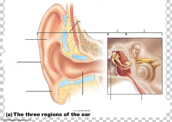 Middle Ear Anatomy Special Senses Eardrum PNG, Clipart, Abdomen, Anatomy, Arm, Chin, Ear Free PNG Download