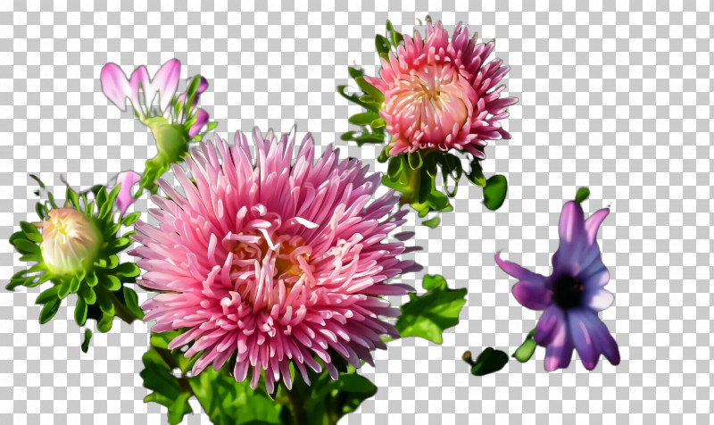 Flower Plant China Aster Pink Red Clover PNG, Clipart, Aster, China Aster, Daisy Family, Flower, Petal Free PNG Download