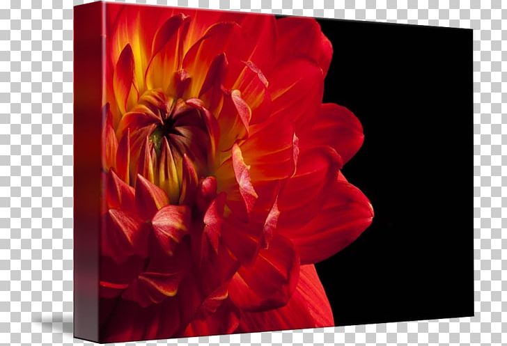 Dahlia Still Life Photography Tulip PNG, Clipart, Dahlia, Flower, Flowering Plant, Flowers, Magenta Free PNG Download