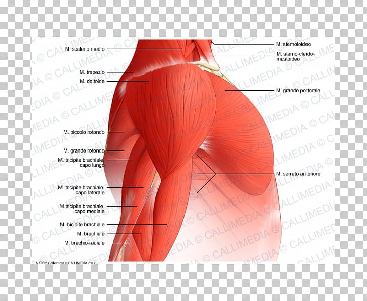 Deltoid Muscle Arm Nerve Shoulder PNG, Clipart, Abdomen, Active Undergarment, Anatomy, Arm, Back Free PNG Download