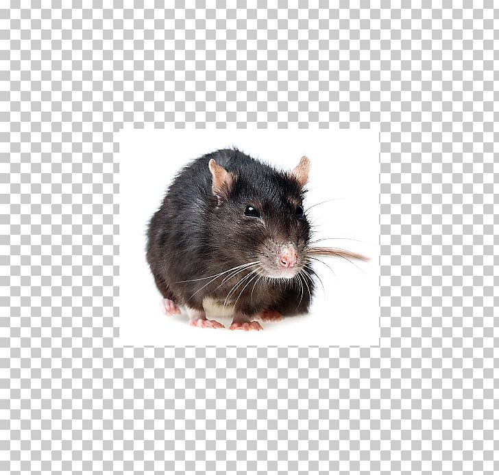 Rodent Mouse Black Rat Gerbil Pest Control PNG, Clipart, Animals, Bait, Bed Bug, Black Rat, Fauna Free PNG Download