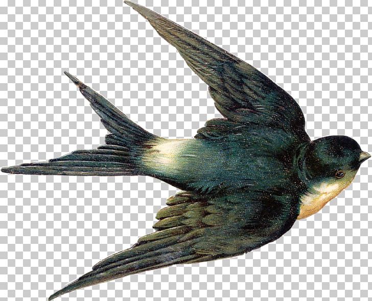Bird Swallow Tattoo Barn Swallow Tree Swallow PNG, Clipart, All About Birds, Animals, Barn Swallow, Beak, Bird Free PNG Download
