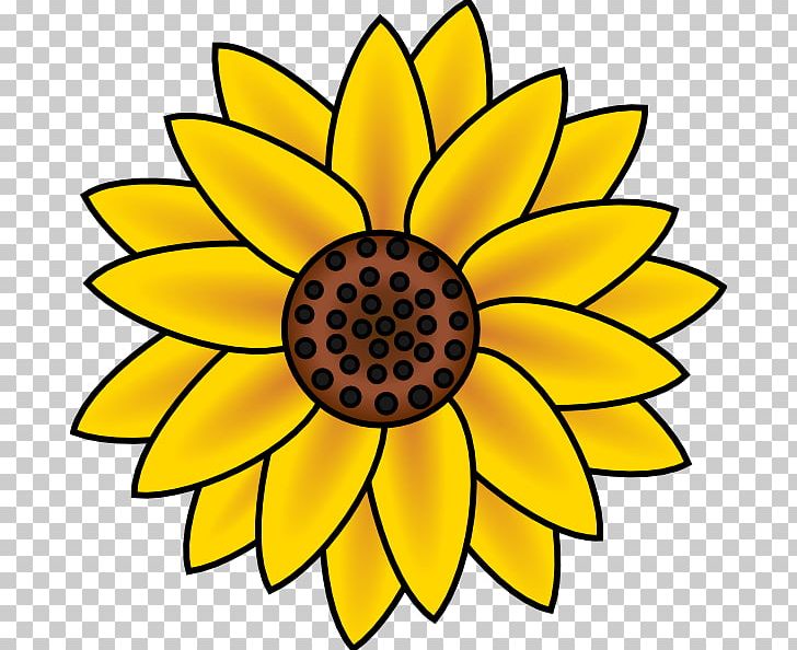 Common Sunflower Free Content PNG, Clipart, Circle, Common Sunflower, Cut Flowers, Daisy Family, Drawing Free PNG Download