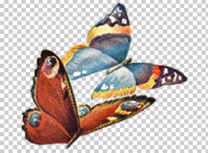 Nymphalidae Butterfly Moth Paper PNG, Clipart, Animated, Arthropod, Brush Footed Butterfly, Bug, Butterfly Free PNG Download