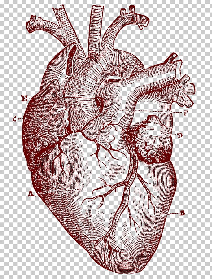 Heart Human Anatomy Human Body PNG, Clipart, Anatomy, Biology, Bone, Clip Art, Diagram Free PNG Download