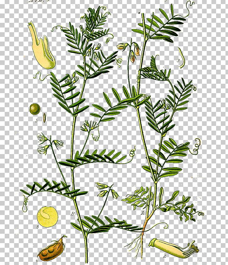 Lentil Dal Legume Plant Botany PNG, Clipart, Annual Plant, Bean, Botany, Branch, Commodity Free PNG Download