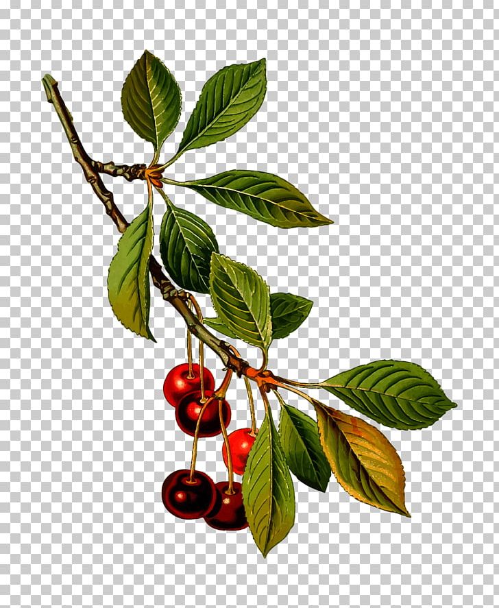 Sour Cherry Manhattan Sweet Cherry Prunus Fruticosa Kxf6hlers Medicinal Plants PNG, Clipart, Black Cherry, Branch, Branches, Cherry, Cherry Blossom Free PNG Download
